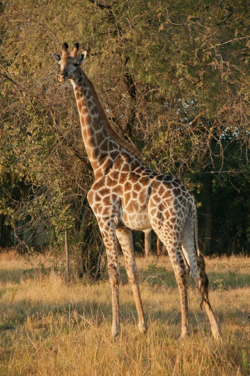 Tzaneen Country Lodge Eksteriør bilde
